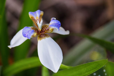 Iris caminante - neomarica candida - lirio misionero - flower in a garden - closeup