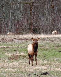 Portrait of horse in field