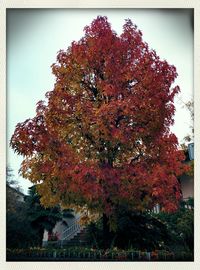 Low angle view of trees