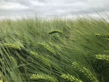 Close-up of wheat field against sky