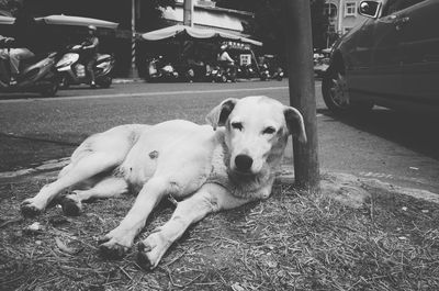 Close-up of dog