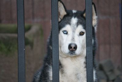 Portrait of a dog