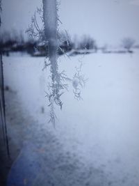 Close-up of wet spider web on window against sky