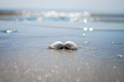 Close-up of seashell on beach