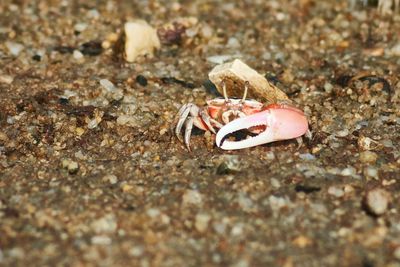 Close-up of crab on sand