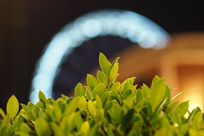 Low angle view of plant at night