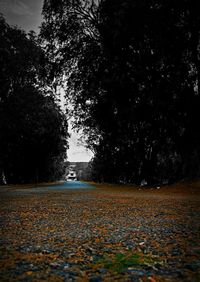 Surface level of road in forest