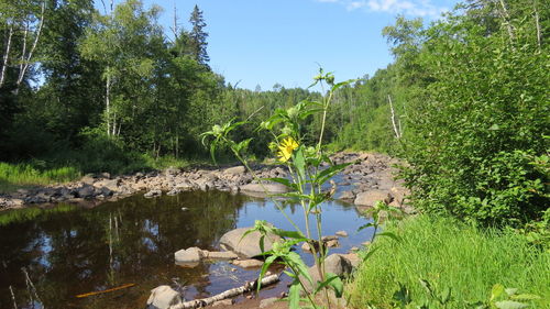 Scenic view of lake amidst trees in forest against sky