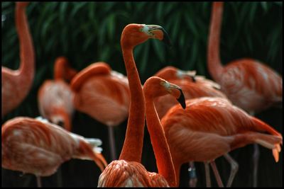 View of birds in water - flamingos 