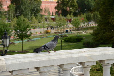 Bird perching on a railing