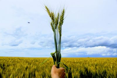 Close-up of wheat crop in field against sky