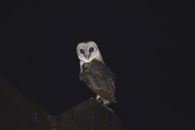 Portrait of owl perching on retaining wall at night