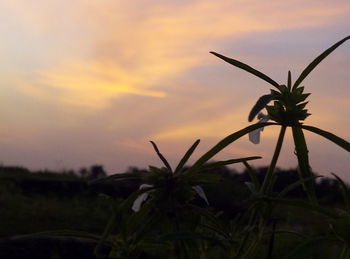 Close-up of plants at sunset