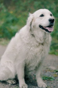 White rabbit in field