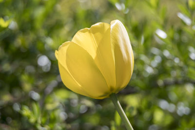 Close-up of yellow flowering plant