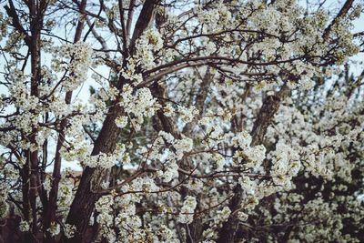Low angle view of white flowers on tree