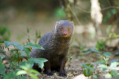 Close-up of an animal on field