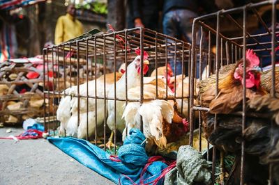 Flock of birds in birdcage for sale