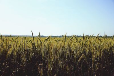 View of stalks in field against clear sky