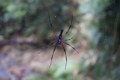 Close-up of spider on web