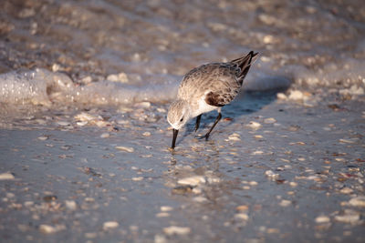 Sanderling shorebird calidris alba along the shore of clam pass in naples, florida in the morning.