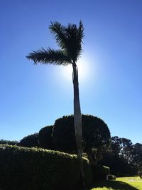 Low angle view of trees against clear blue sky