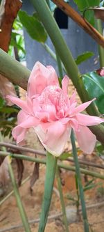 plant