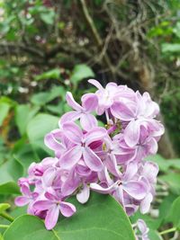 Close-up of pink flowers blooming outdoors