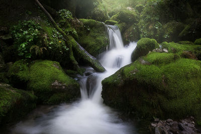 Scenic view of waterfall in forest