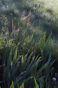 High angle view of plants growing on field