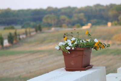 Close-up of potted plant on field