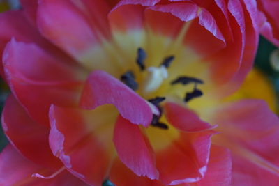 Close-up of pink flower