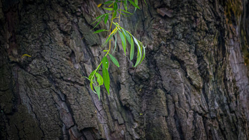 Close-up of tree trunk