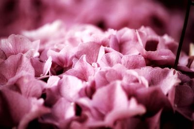 Close-up of pink roses