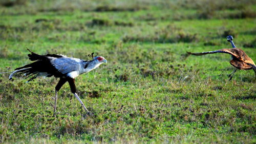 Side view of a bird on field