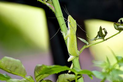 Close-up of insect on plant