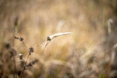 Close-up of wilted plant on field