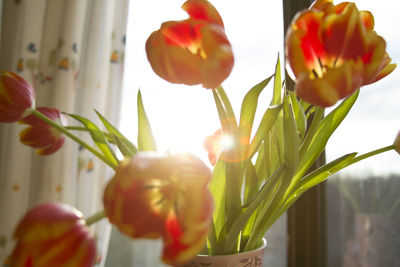 Close-up of tulips growing in park