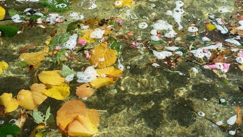 Close-up of yellow flowers in water