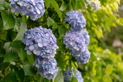 Close-up of purple hydrangea flowers