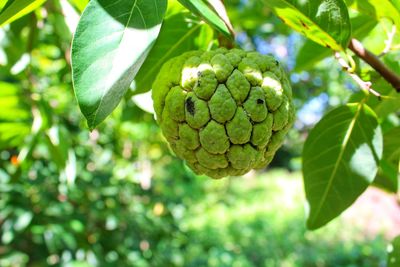 Close-up of strawberry growing on tree