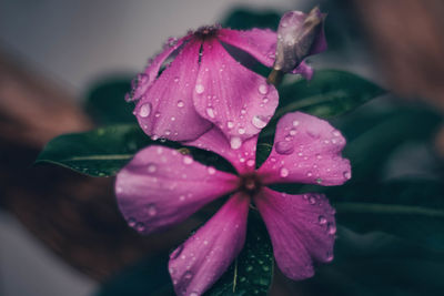 Close-up of water drops on pink rose