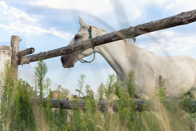 View of horse on field against sky