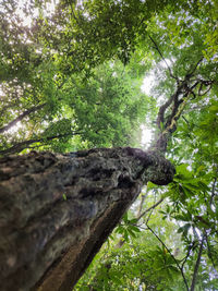 Low angle view of trees growing in forest