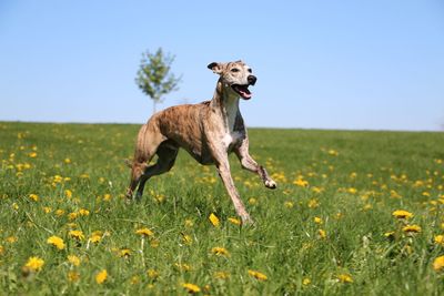 View of a dog running on field