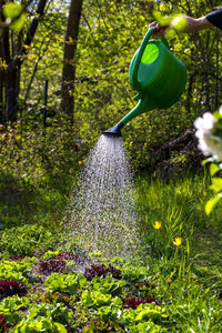 Close-up of flowering plants in garden