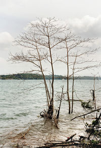 Bare tree by sea against sky
