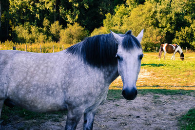 Horse standing in ranch