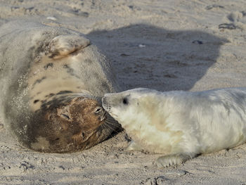 High angle view of sheep resting on sand