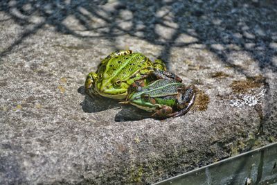 High angle view of frog on rock